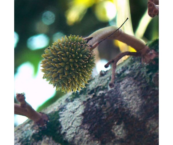Durian Tree Club