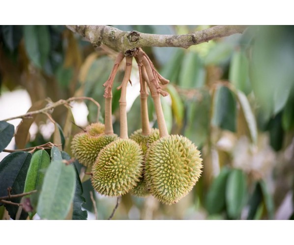 Kampung Durian Tree
